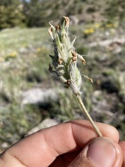 Oxytropis besseyi ventosa