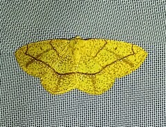 Periclina syctaria