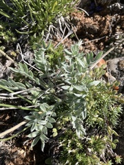 Oxytropis besseyi ventosa