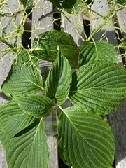 Cornus controversa