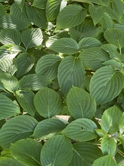 Cornus controversa
