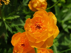 Trollius altaicus
