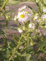 Erigeron