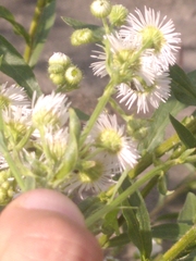 Erigeron