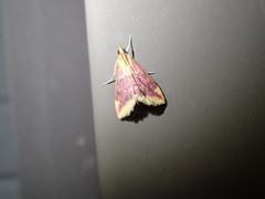 Pyrausta pythialis