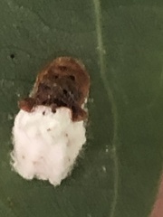 Pulvinaria innumerabilis