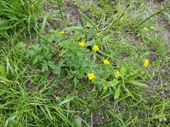 Potentilla intermedia