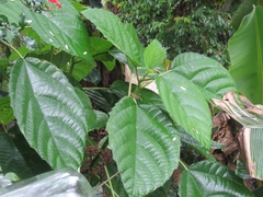 Urera baccifera