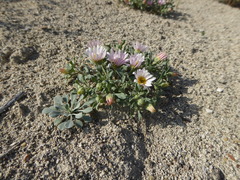 Townsendia florifera