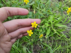 Potentilla intermedia