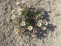 Townsendia florifera