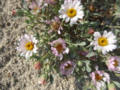 Townsendia florifera