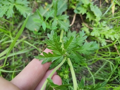 Potentilla intermedia