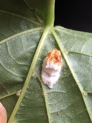 Pulvinaria innumerabilis