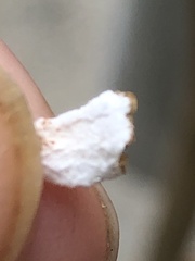 Pulvinaria innumerabilis