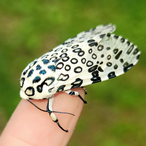 Giant Leopard Moth, photo 3 of 10