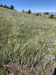Festuca kingii