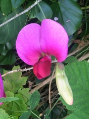 Lathyrus grandiflorus