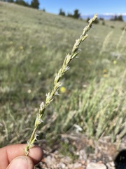 Festuca kingii
