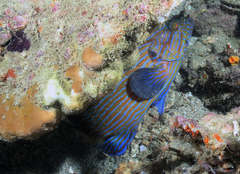 Cephalopholis formosa