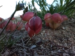 Astragalus chorinensis