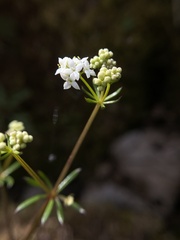 Galium sterneri