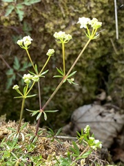 Galium sterneri