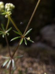 Galium sterneri