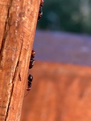 Crematogaster scutellaris