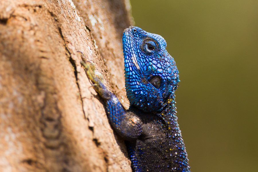 Ridgeback Agamas