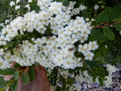 Spiraea nipponica