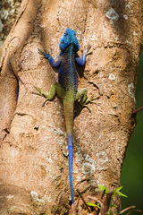 Acanthocercus ugandaensis