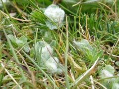 Aceria thomasi