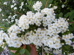 Spiraea nipponica