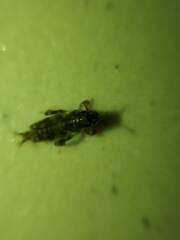 Neotridactylus