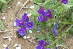 Echium sabulicola