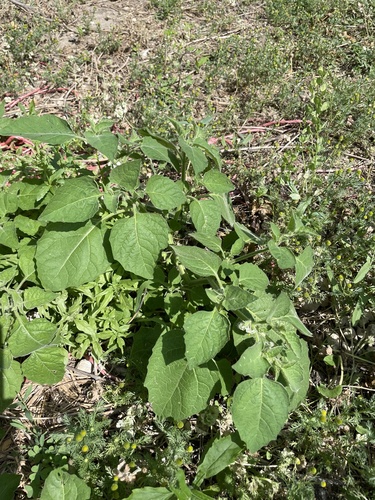 Solanum sarrachoides iNat (2)