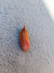 Megalopygidae