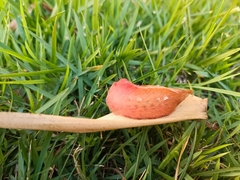 Megalopygidae