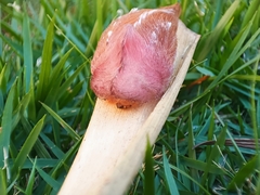 Megalopygidae