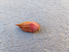 Megalopygidae