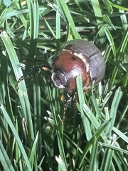 Phyllophaga crassissima