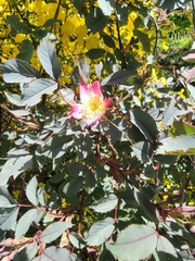 Rosa glauca