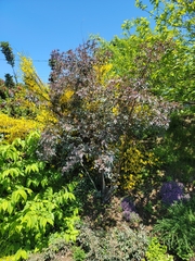 Rosa glauca