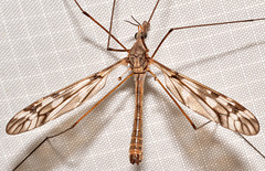 Tipula trivittata