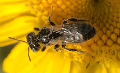 Panurginae