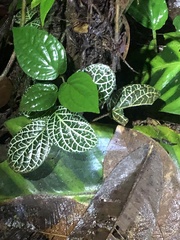 Fittonia