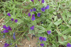 Echium sabulicola