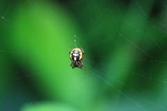 Araneus ejusmodi