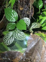 Fittonia